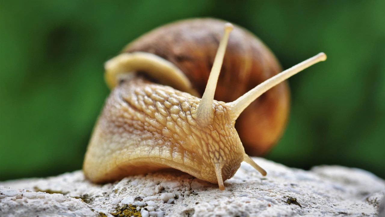 lumache giganti pericolose uomo