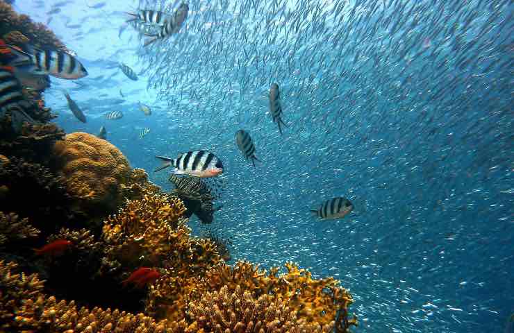 vietata pesca datteri di mare