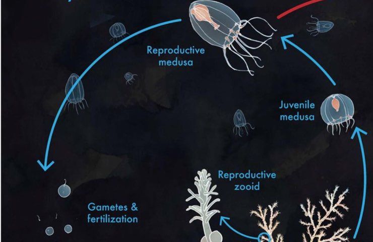 meduse immortali cosa sono