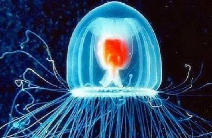 meduse immortali cosa sono