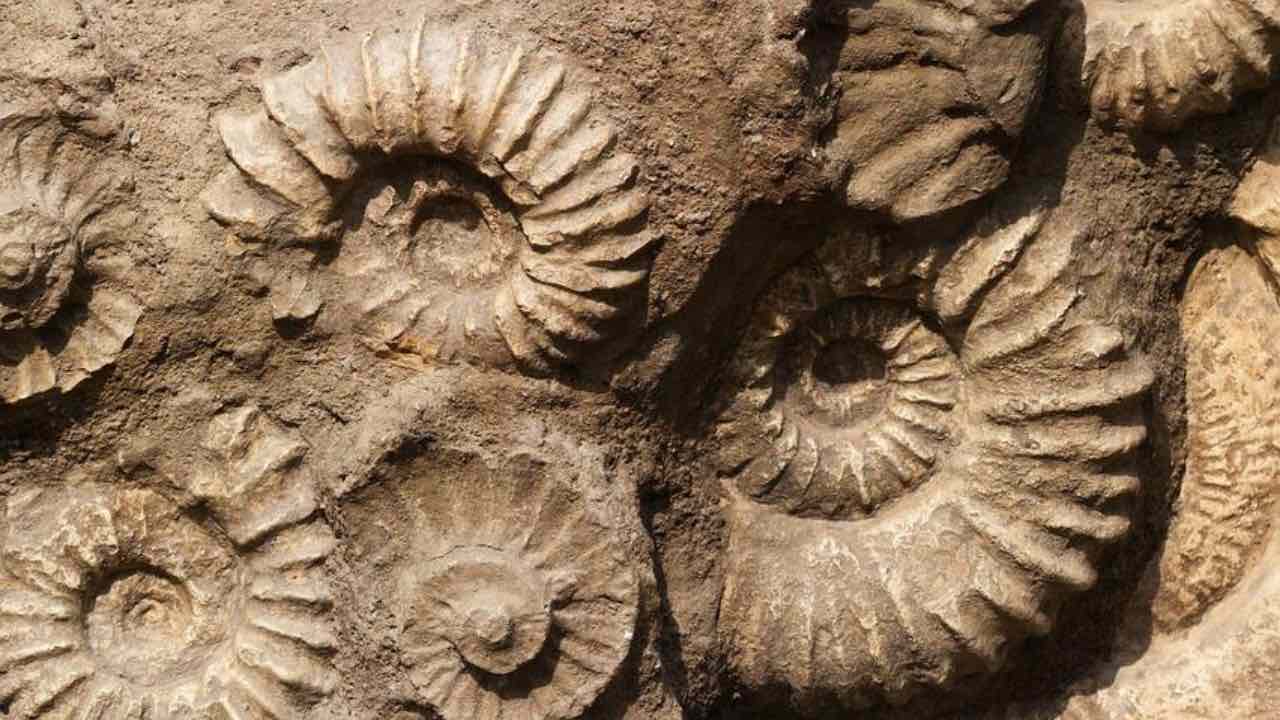 Scoperta sconvolgente: emersi fossili che cambiano le origini del genere umano