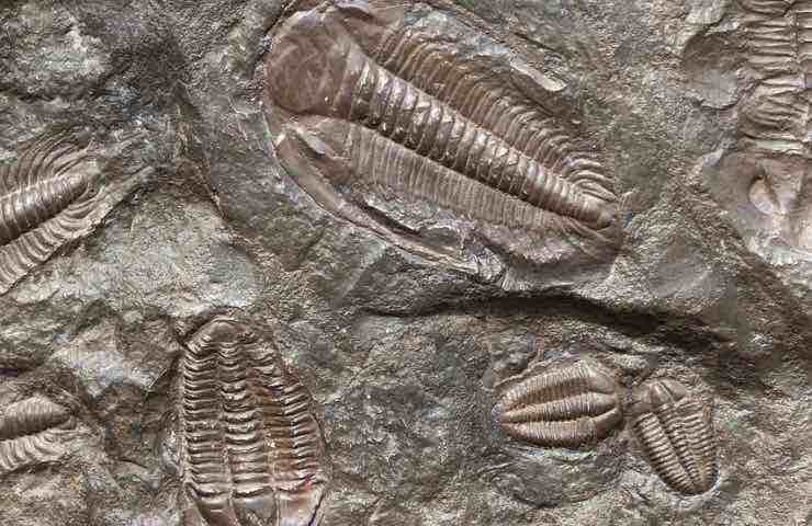 scoperta fossili genere umano