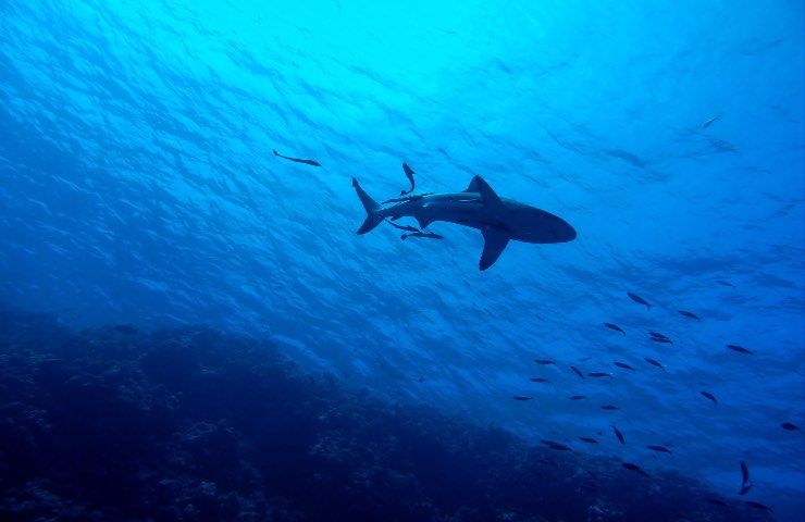 allarme squalo uccise turiste