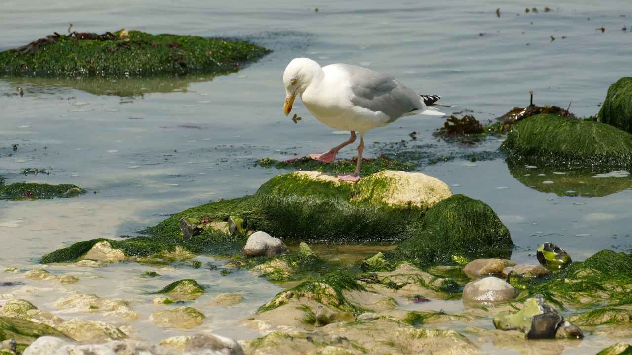 Alga spiaggia pericolo