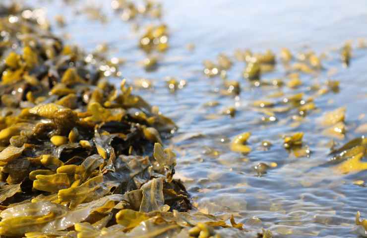 Alga pericolo spiaggia