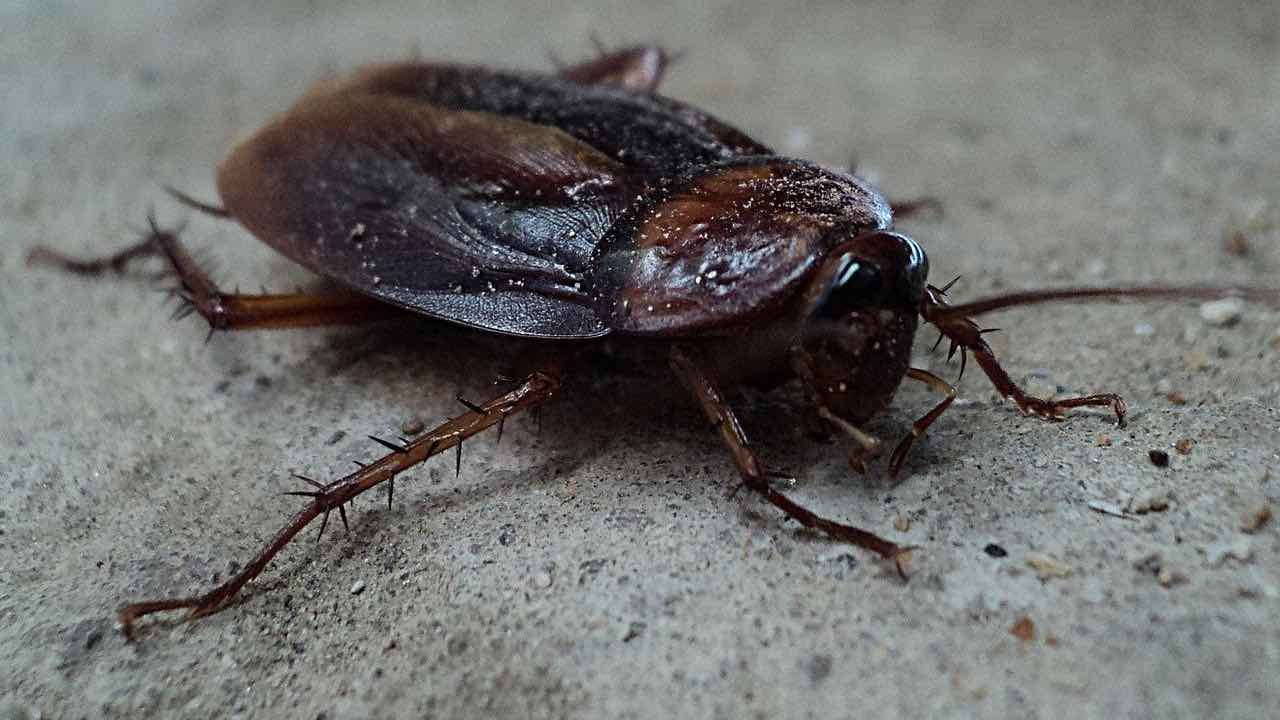 Blatte casa affitto chi paga disinfestazione