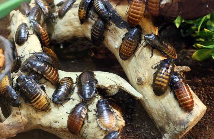 Blatte casa affitto chi paga disinfestazione