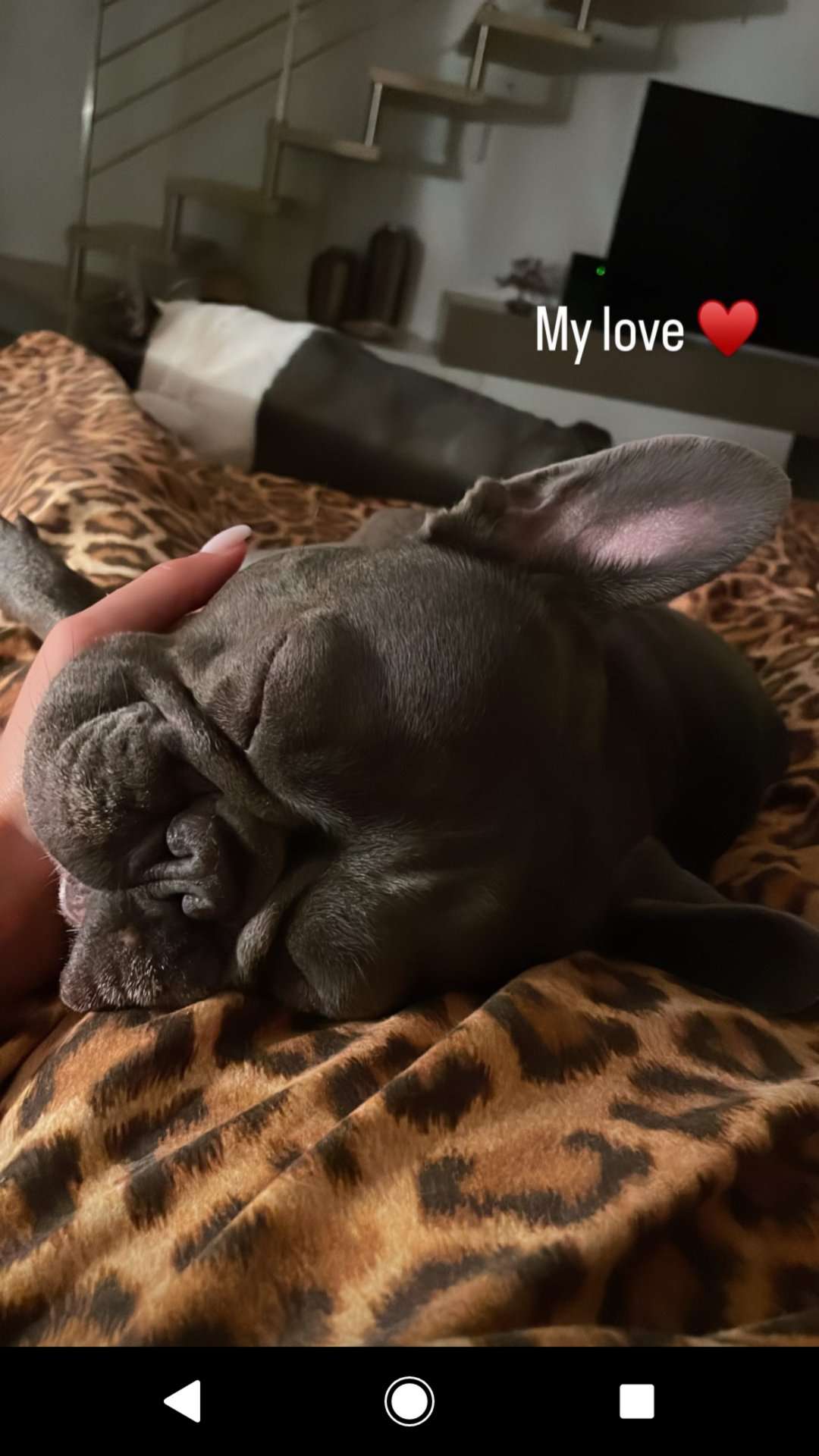 Federica Pellegrini storia Instagram cani