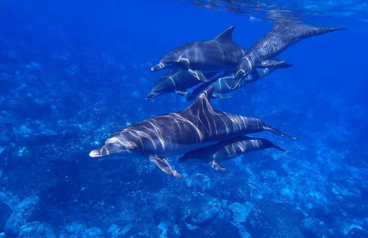 Società delfini rete sociale complessa ricerca scientifica