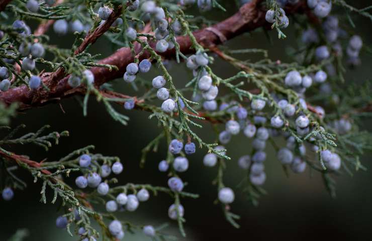 Fenomeno frutta secca