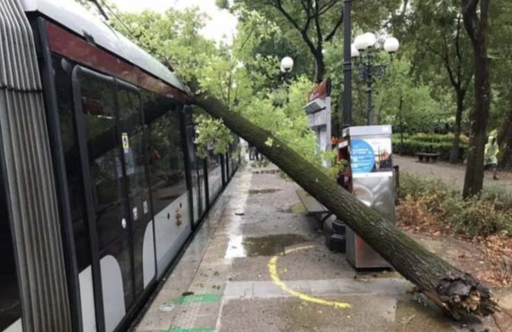 Il tronco caduto sul Tram Sirio