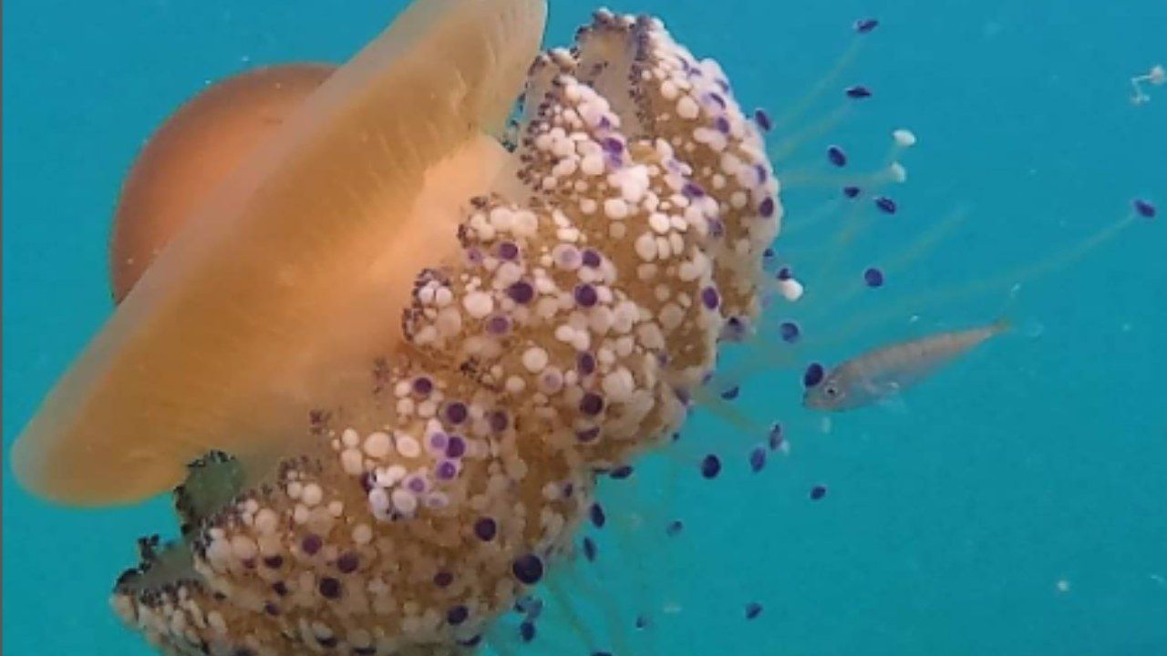Cassiopea mediterranea medusa