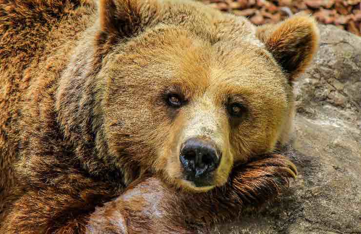 Orso aggredisce donna cane salva gesto eroico