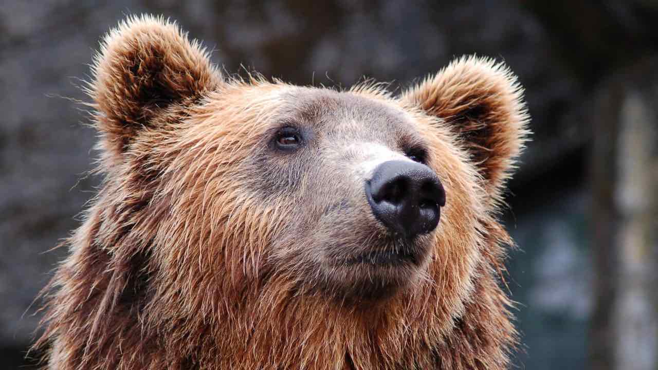 Orso aggredisce donna cane salva gesto eroico