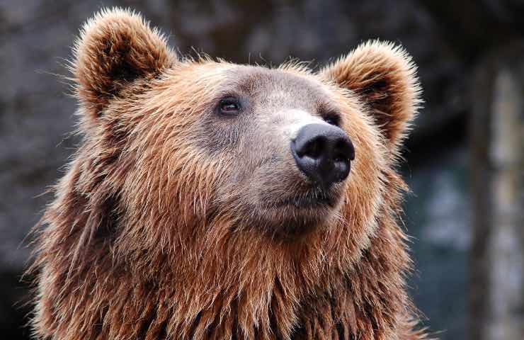 Orso aggredisce donna cane salva gesto eroico