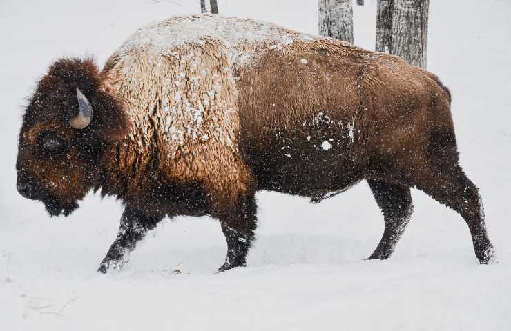 Preistoria scoperta bisonte