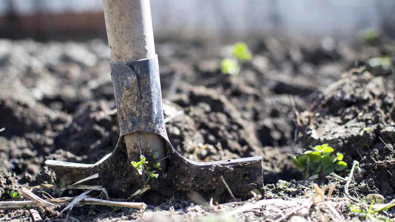 Tesoro giardino scava trova alta cifra scelta