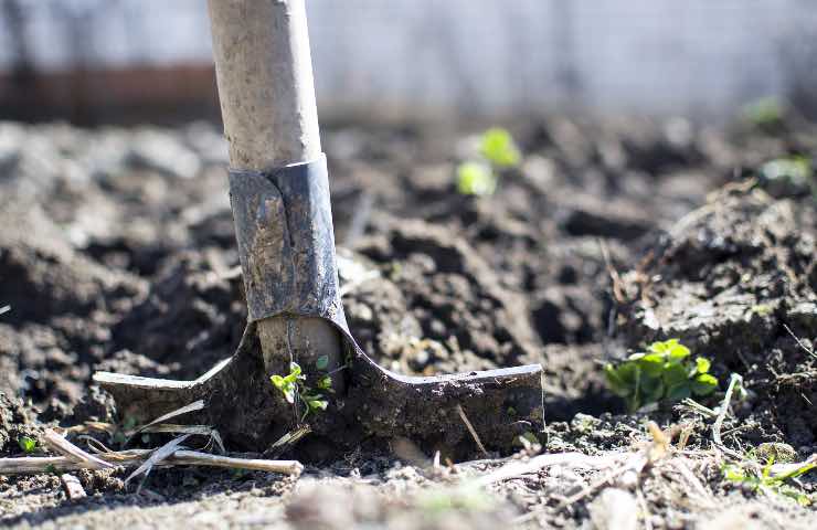 Tesoro giardino scava trova alta cifra scelta