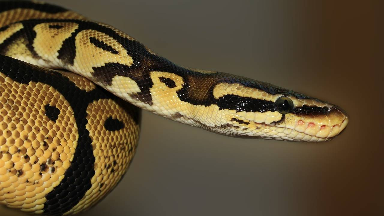 Serpente indicazioni