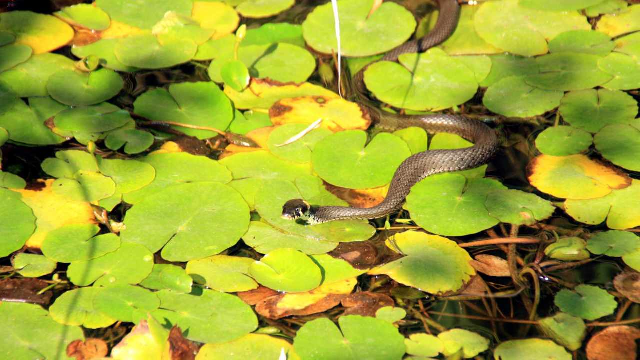 Serpenti rimedio giardino