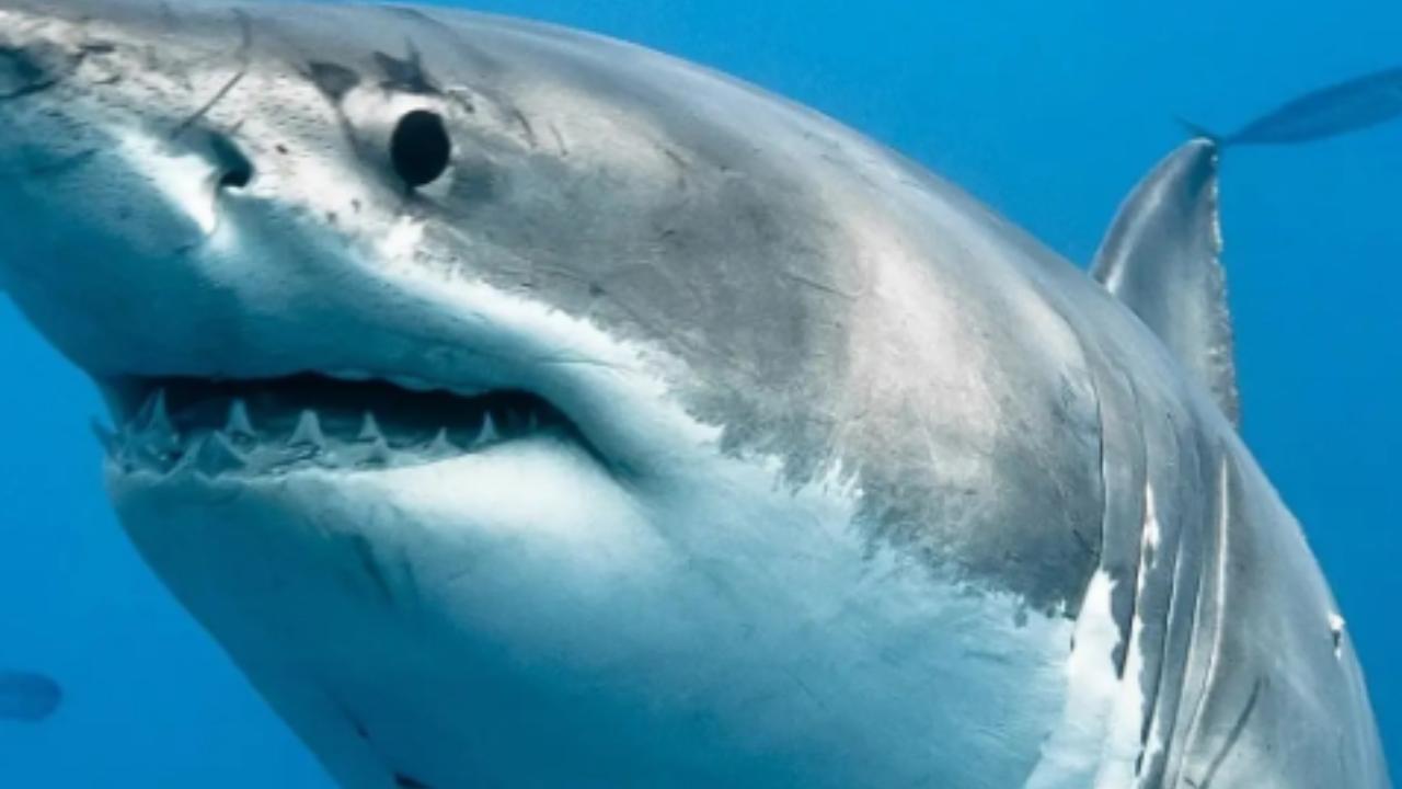 squali mare terrore