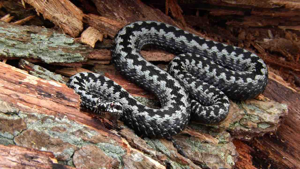 nuova specie serpente velenoso