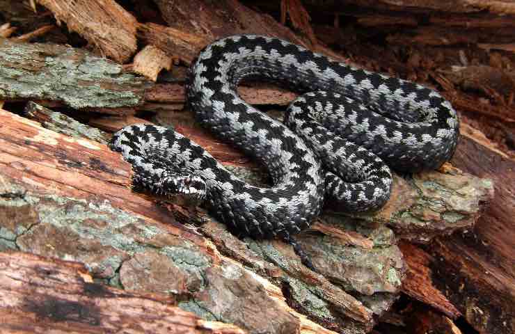 Serpenti quali specie più velenose Italia