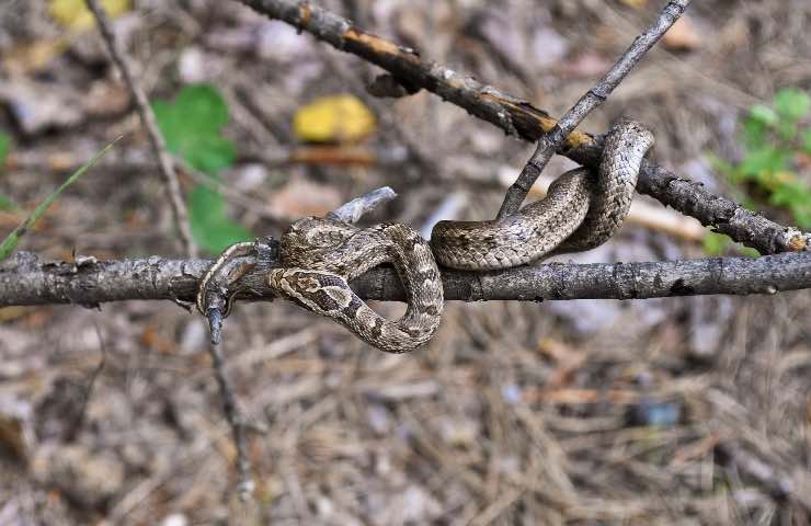 Serpenti quali specie più velenose Italia