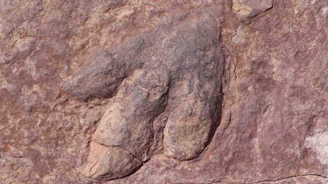 Dinosauro scoperta sorprendente ritrovato nuovo esemplare corazzato