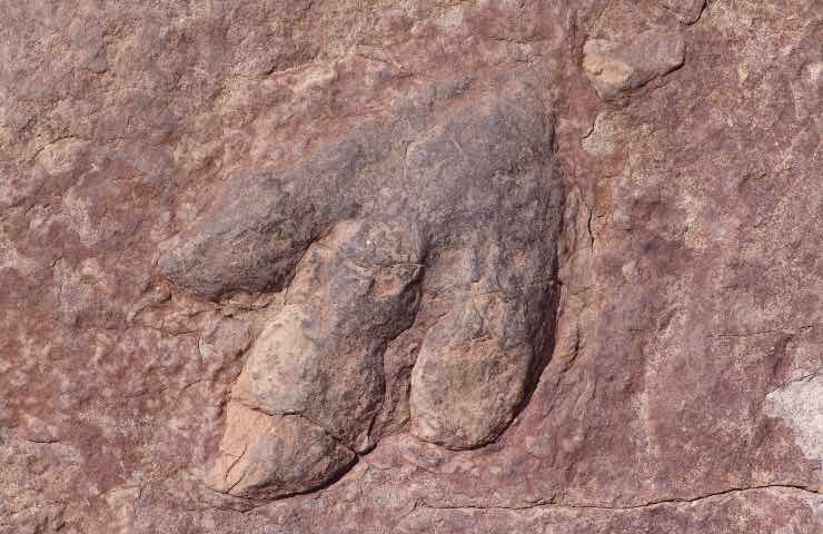 Dinosauro scoperta sorprendente ritrovato nuovo esemplare corazzato