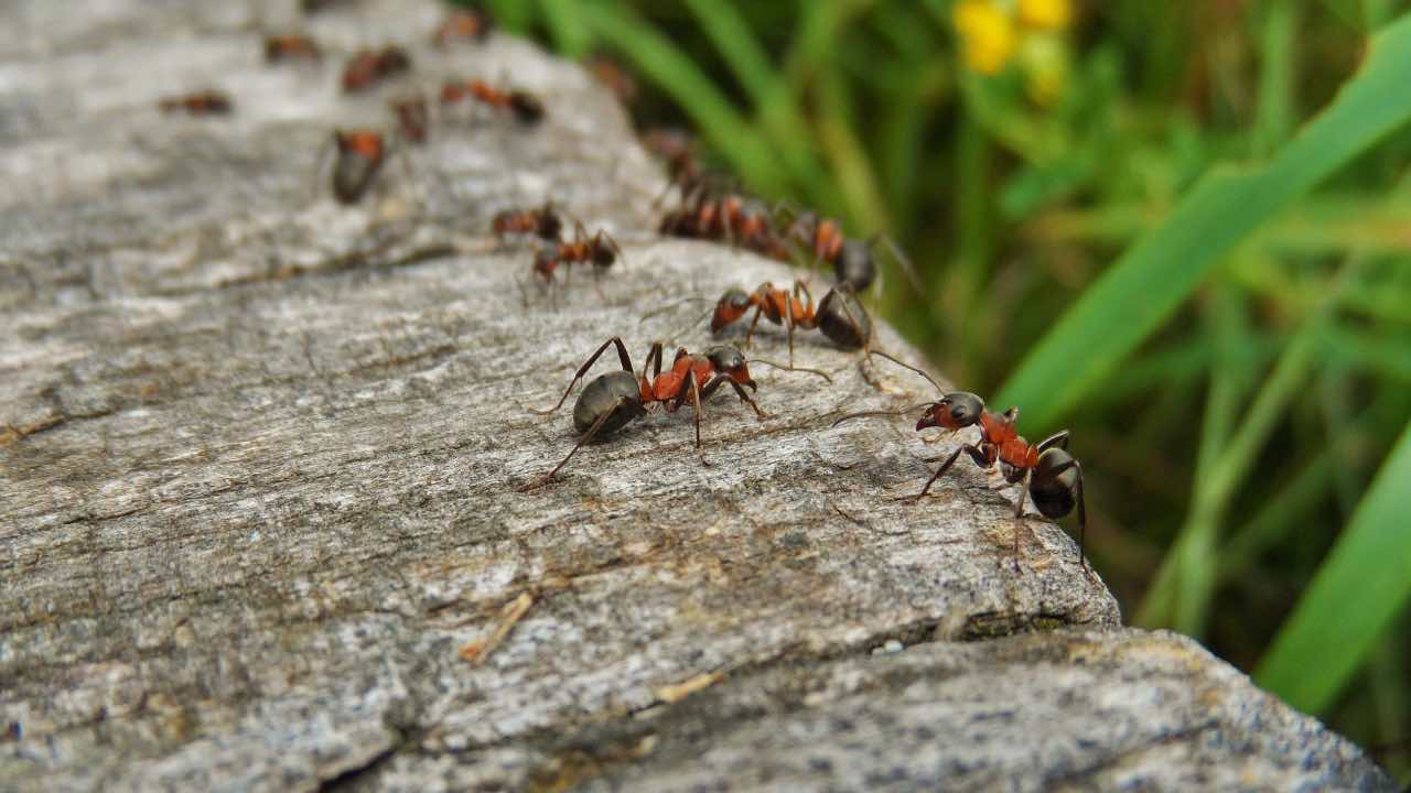 allarme formiche casa battiscopa in