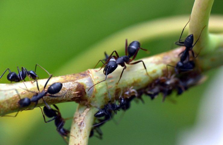 allarme formiche casa battiscopa in