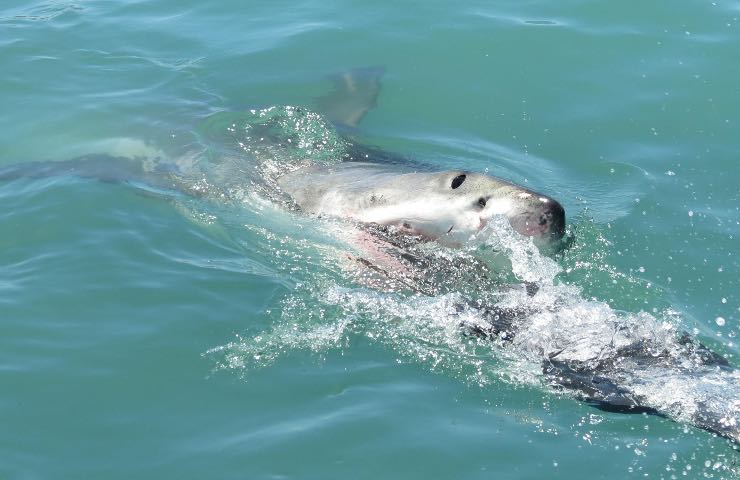 squalo bianco Italia litorale 