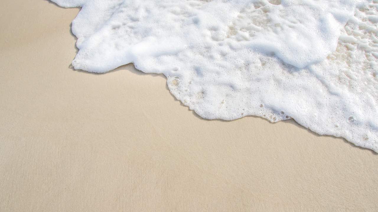 Animali succhia sangue alcune spiagge bagnanti fuga