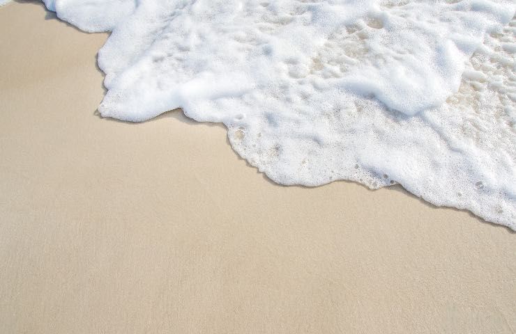 Animali succhia sangue alcune spiagge bagnanti fuga