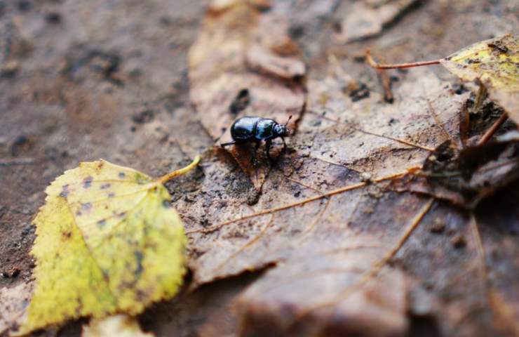 blatte in casa a settembre