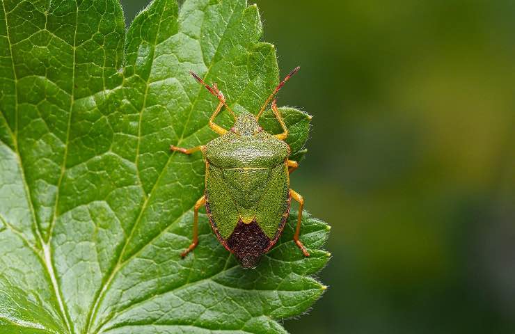 cimici asiatiche debellarle