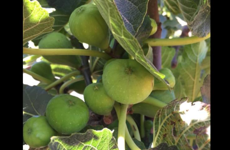 Una pianta di Ficus carica