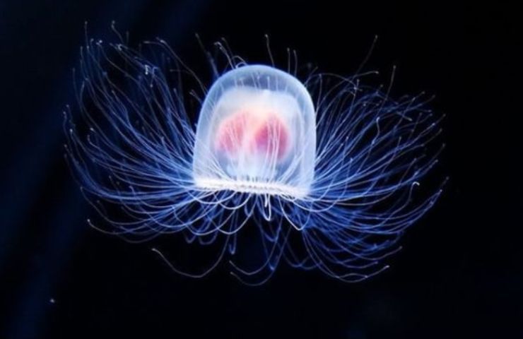 medusa dono immortalità