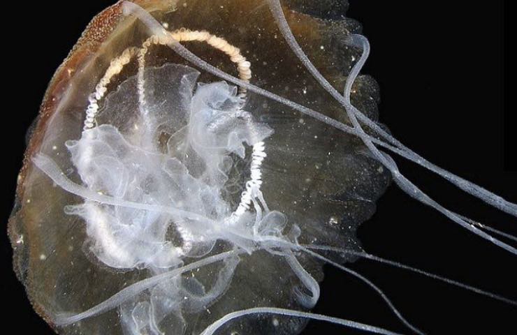 Mar Mediterraneo avvistata medusa