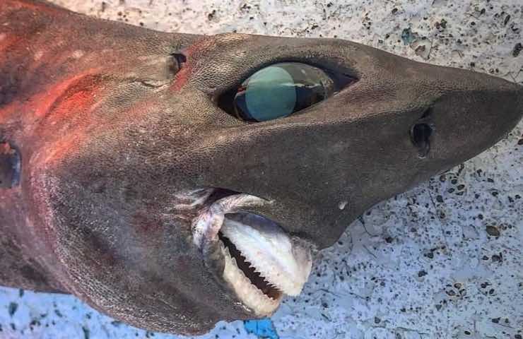 Pesce sembianze mostruose mistero specie