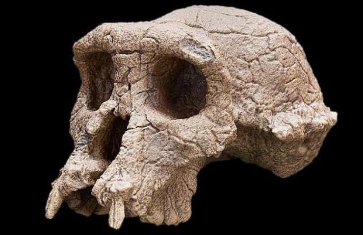 Segreti Sahelanthropus tchadensis