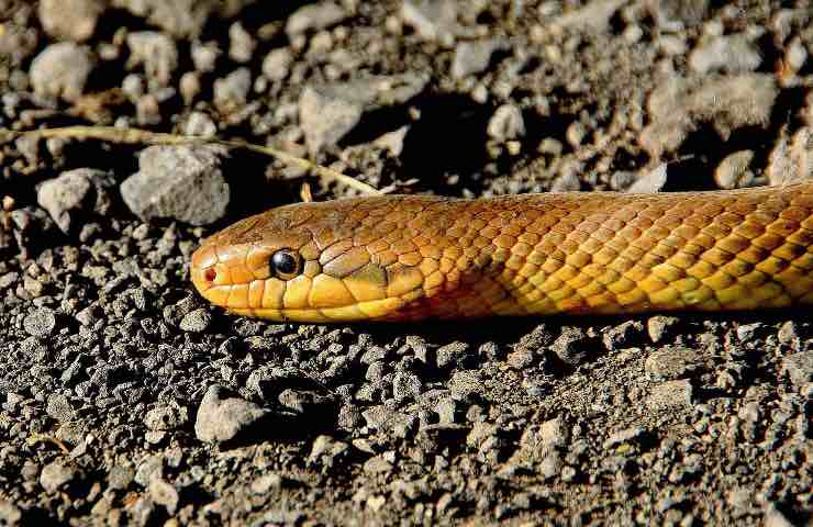 coppia serpente spesa shock