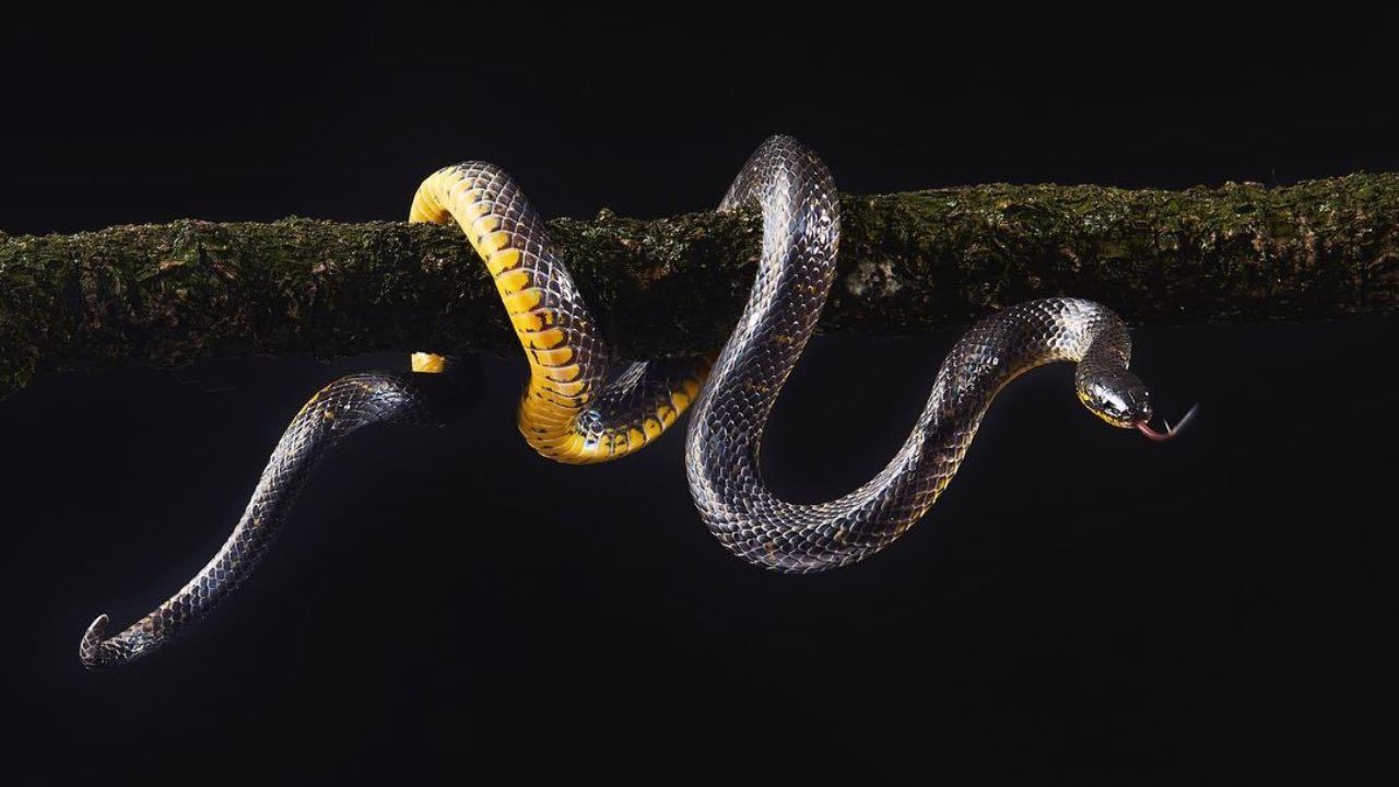 scoperte specie serpente