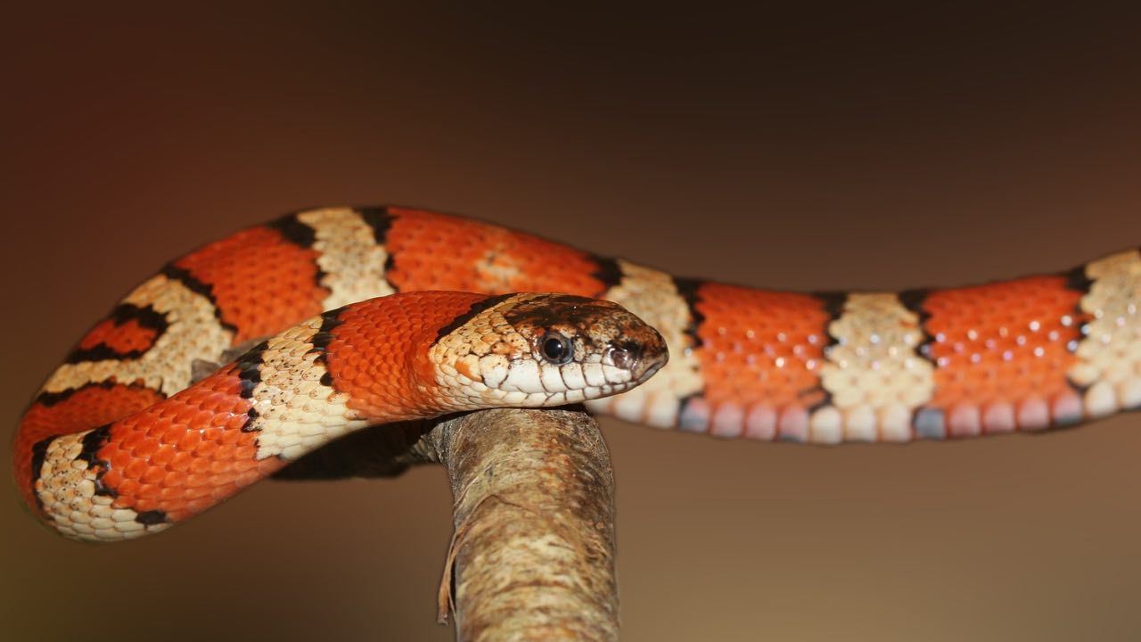 serpente lingua