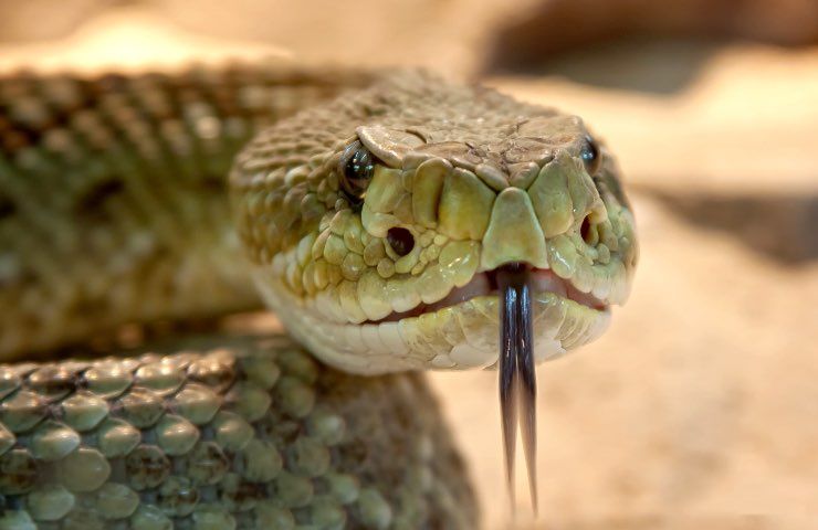 serpente lingua