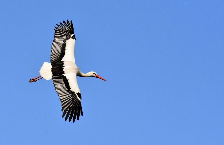 Uccelli migratori perché ali questi animali stanno allargando