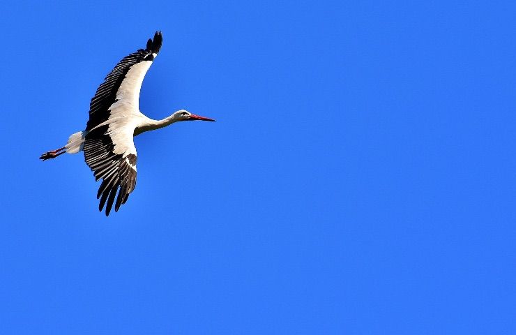 Uccelli migratori perché ali questi animali stanno allargando