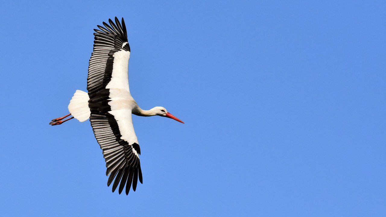 Uccelli migratori perché ali questi animali stanno allargando