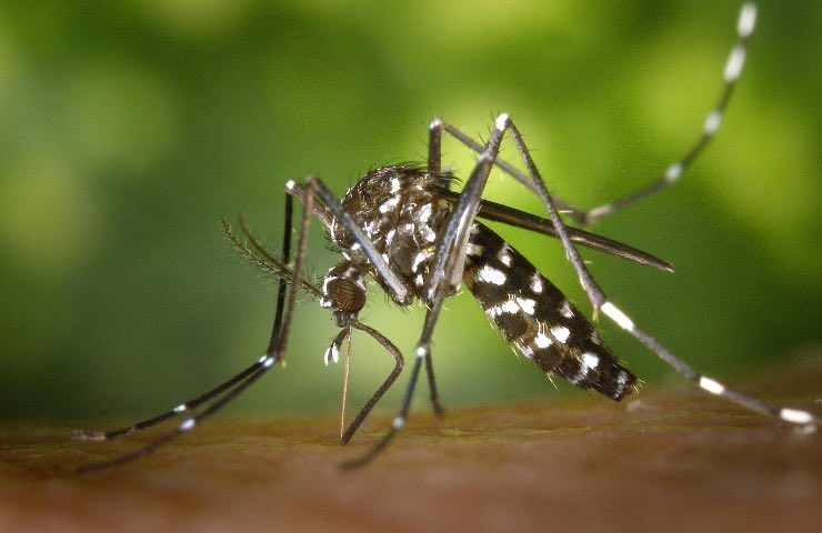 Rimedi naturali zanzare